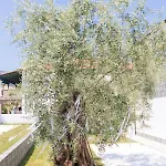 Διαμέρισμα Mikres Kyklades